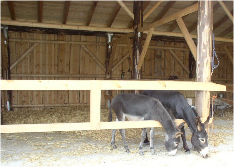 Bergtierpark Eselpaar