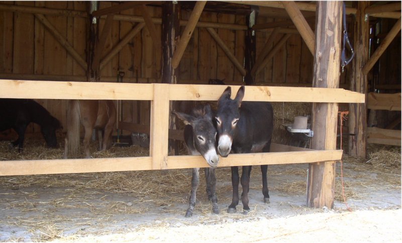 Bergtierpark Eselpaar 2