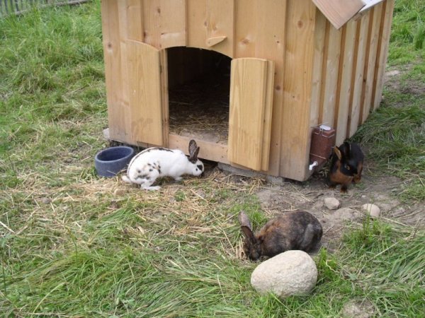 Bergtierpark Hasen 1