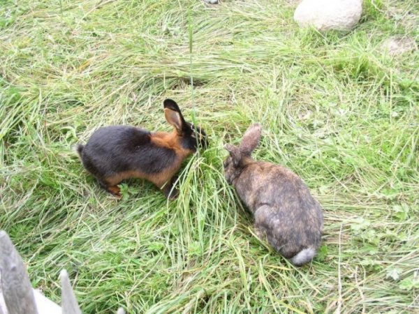 Bergtierpark Hasen 2
