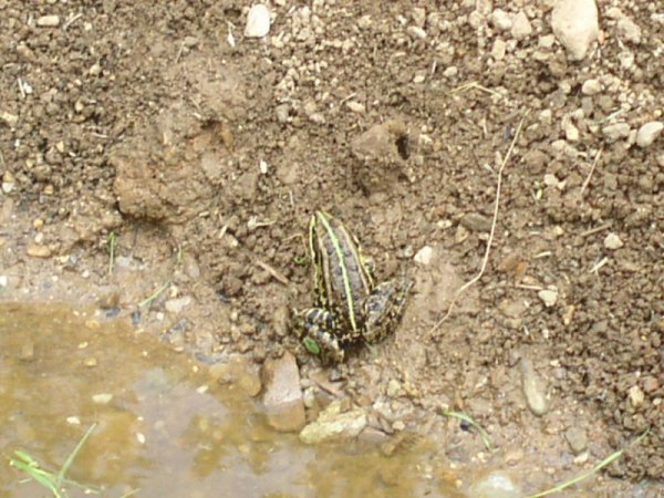 Bergtierpark Frosch