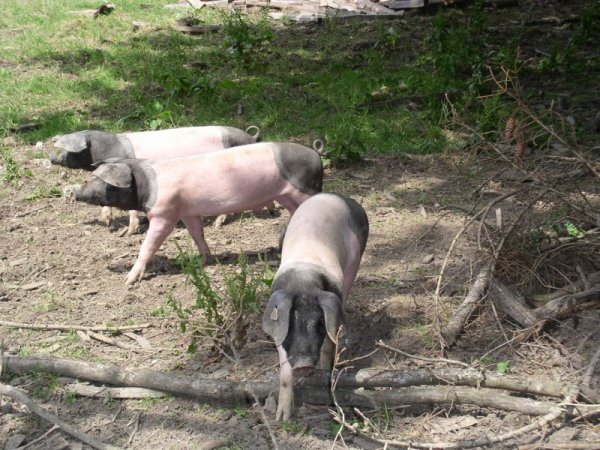 Bergtierpark japanisches Mohrenkopfschwein