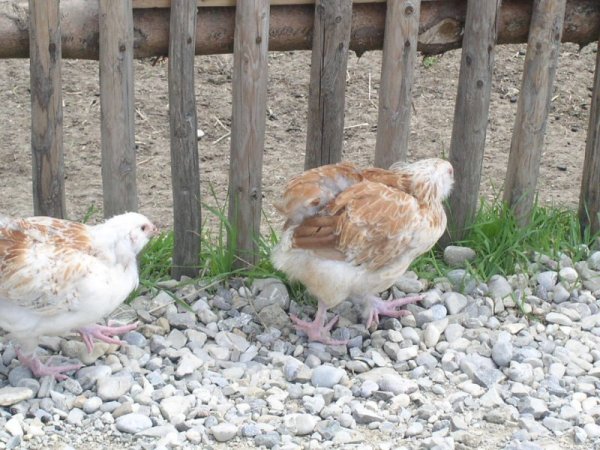 Bergtierpark Geflgel