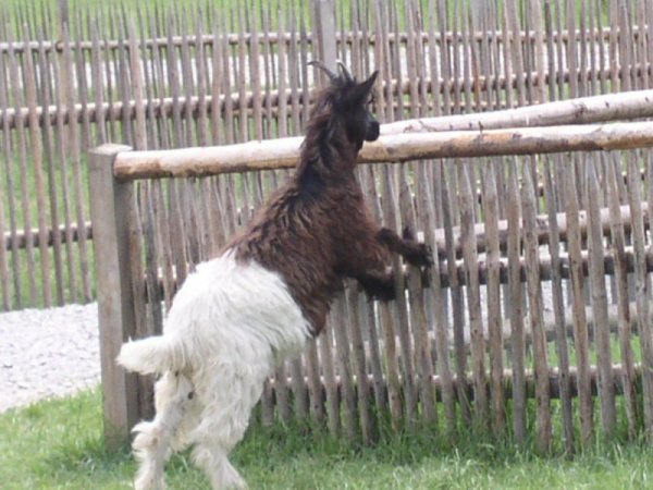 Bergtierpark Ziege?