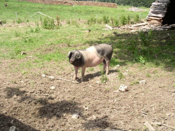 Bergtierpark japanisches Mohrenkopfschwein