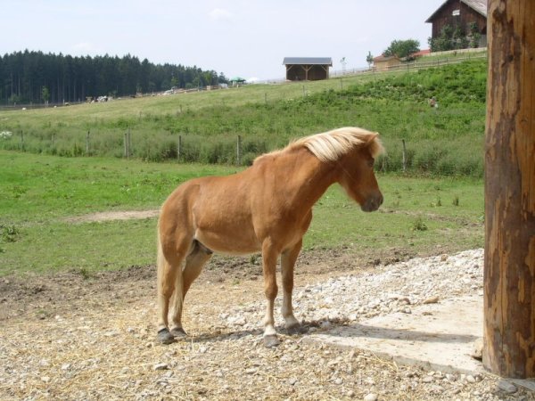Bergtierpark Pferd