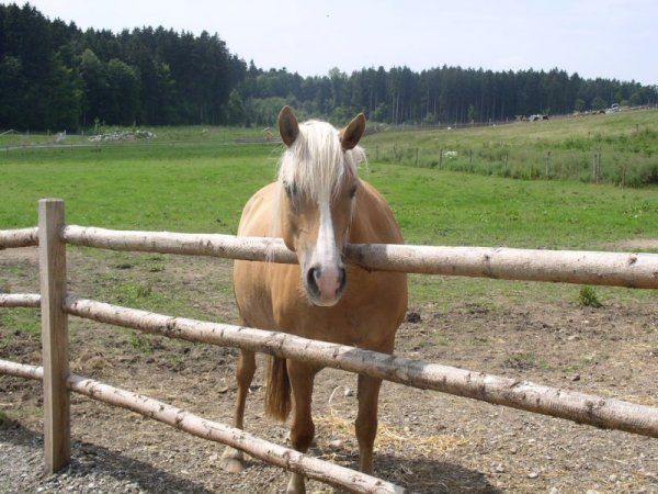 Bergtierpark Pferd